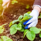 Kako se brinuti za jagode u jesen